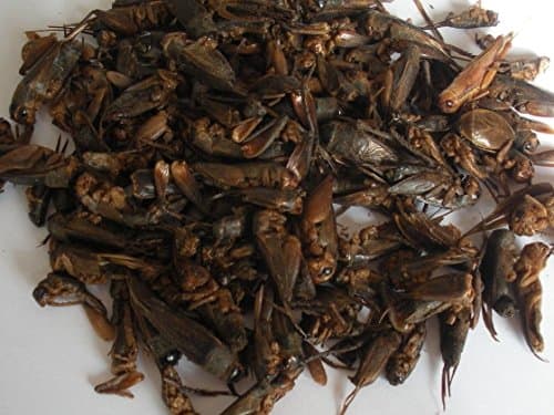 Dried Crickets by Phyto Plus Turtle & Terrapin Reptile Food Treats 1 litre Tub