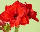 Red Peacock Amaryllis Simply Beautiful, Double Red Flowers, Jumbo Blooming Sized Bulb