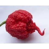 Saavyseeds Carolina Reaper Pepper Seeds - 35 Count