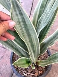 Ghn Grin Heaven Nursery, Sansevieria Metallica Siam Silver Live Plant