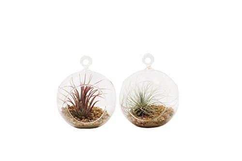 Shop Succulents Mini Terrarium Duo with Air Plants