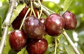 Bob Wells Nursery CRAIGS Crimson Cherry Tree- 2 Year Old