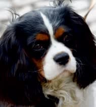 Breed Picture Pet ID tag (Stock Breed picture)