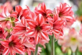 Amaryllis lily flower bulbs imported Flower for Home Garden 1 Bulbs By Zabbus