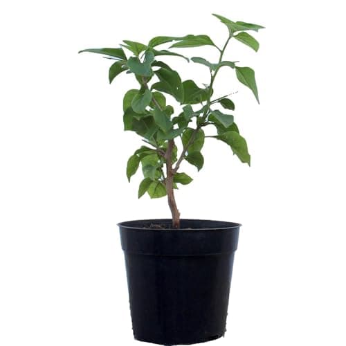 Beautiful Grafted Colourful Multi Bougainvillea Flower Dwarf Bonsai Plant Tree 4-5 colour || For Home Garden Outdoor & Indoor (Bougainvillea)