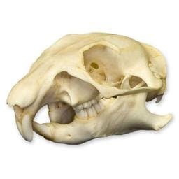 Prairie Dog Skull (Natural Bone Quality A)