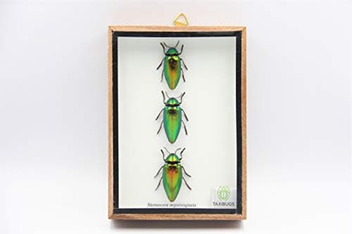 Jewel Beetle Insect collection in a 3D wooden frame is a Taxidermy picture.