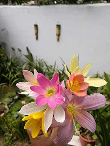 Rare Mixed Rain Lily Bulbs Mix Zephyranthus Rain Lilies Or Fairy Lilies - Flower Bulbs - 10 Bulbs