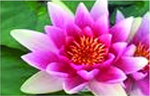 Nymphaea Conqueror Water Lily - Large Water Lily - Potted - Fish or Wildlife Pond and bog Aquatic Plants