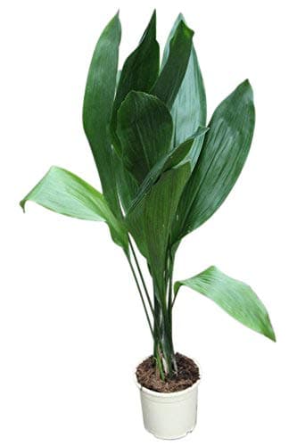 Indoor Plant -House or Office Plant - Aspidistra elatior - Cast Iron Plant- Large Plant 75cm Tall