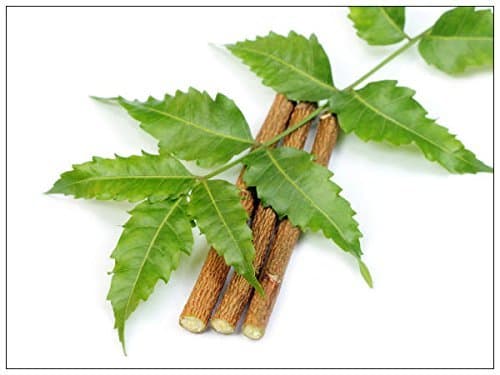 10 Chewing Sticks Of NEEM DATUN ORAL HERBAL TEETH & TONGUE CLEANER Traditional Teeth Cleaning Twig Prevent Tooth Decay And Gum Toothbrush Chew Sticks Natural Wild Organic Traditional