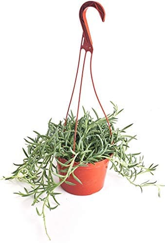 Shop SucculentsString of Succulents Collection | String of Fishhooks Live Outdoor/Indoor Hanging Succulent Plant | Fully Rooted in Soil