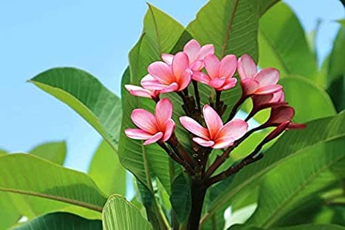 THE PLANTS HUB Plumeria Dwarf Champa Frangipani Pink Live Natural Plant (Pot Included) with 2 Inches Coco Peat Disc with pot