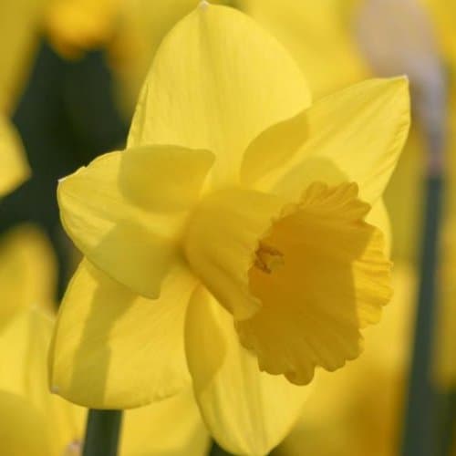 90 Large Unsurpassable Trumpet Daffodil Narcissus bulbs Blooms Mid Spring -->Deer Won't Eat <<---