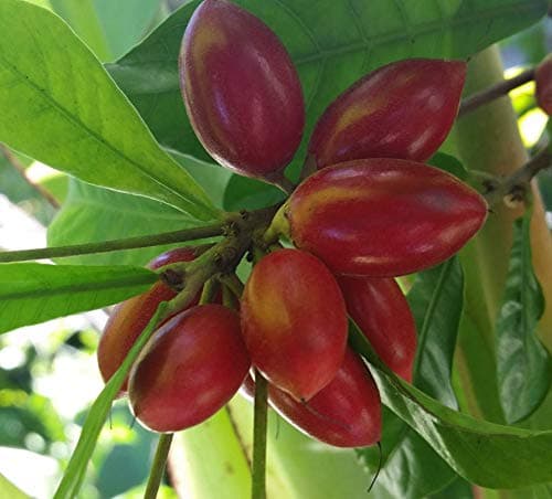 CATTERPILLAR FARM Rare Miracle Berry Fruit Live Seedling Plant