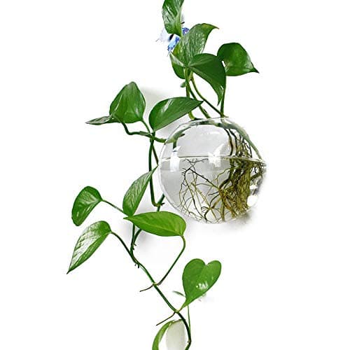 Pack of 1 Glass Planters Wall Hanging Planters Round Glass Plant Pots Hanging Air Plant Pots Flower Vase Air Plant Terrariums Wall Hanging Plant Container, 4.7 Inch