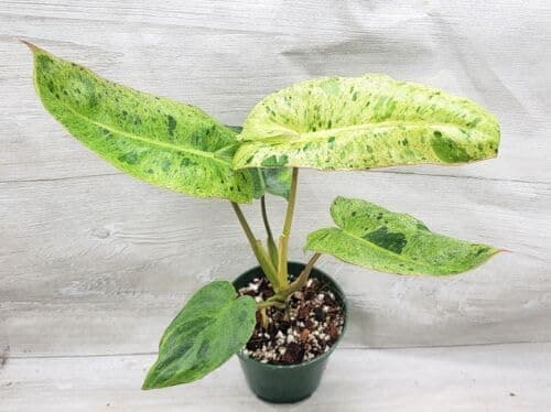 Garden Art live indoor plant (Philo Paraiso Verde)