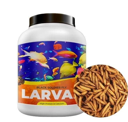 Nitishree ® Black Soldier Fly Larvae Bsfl |1800 PIC | 60X More Calcium Than Meal Worms, 40% Protein Rich Fish Food for Oscar, Arowana, Flowerhorn, Adult Turtle, Tortoise,1 Count