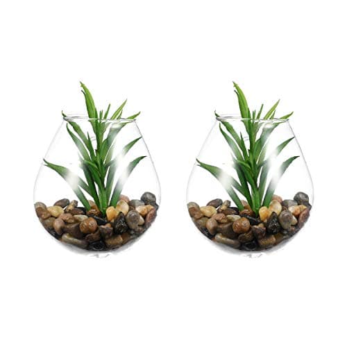 EssenceLiving Pack of 2 Wall Glass Vases, Wall Terrariums, Glass Bubble Terrariums, Wall Planters, Glass Terrariums, Succulent Planters, Glass Planters