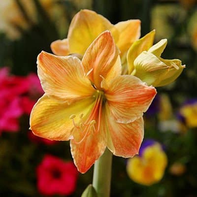 Amaryllis Bulbs, Hippeastrum Bulbs, 3-5 cm in diameter, 2 Bulbs (item no: 11)