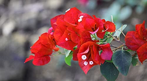 Guru 24 Hours Red Bougainvillea Healthy Plant Dwarf Bougainvillea Plant