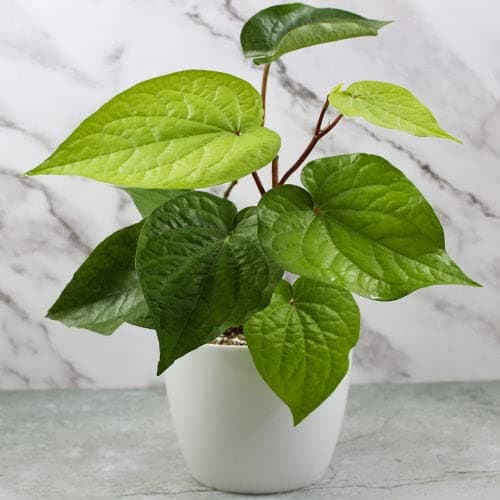 Go4plants Betel Leaf Plant (Paan Plant) plant