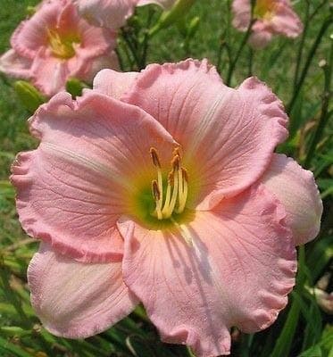 Siddhi Vinayak Gallery® Imported Veriety Daylily Flower Bulbs for all season | Hemerocallis,Tawny Daylily, Tiger Lily hybrid Flower Bulbs for home gardening (Multicolour pack of 6 flowers bulbs)