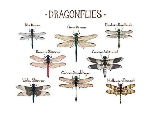 Dragonflies Field Guide Art Print