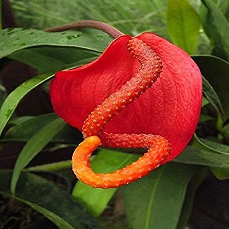 Dichondra 100pcs Pigtail anthurium Flower Seeds