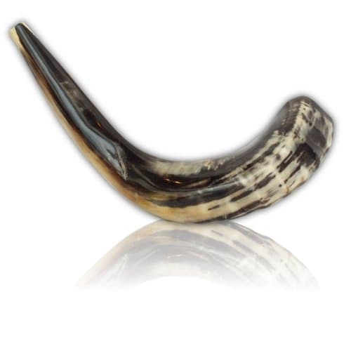 Schofar Jerusalem Shofar Kosher Spiral Rams Horn Polished Natural Shoffar Shophar schofar Passover handcrafted Elul Chofar