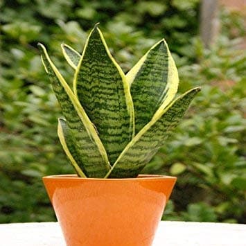 Rudraksha Sansevieria-Snake Plant Live Plant