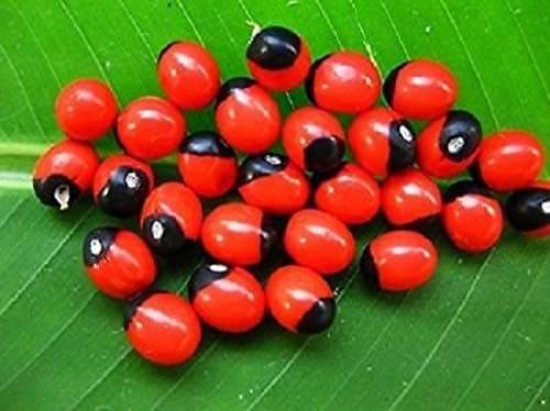 SHOP 360 GARDEN - Pack of 50 grams - Abrus precatorius, Jequirity bean, Rosary pea, Crabs Eye seeds for Growing
