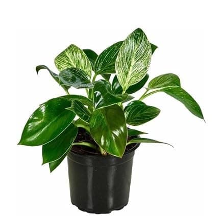 Spring Rose Souq Philodendron Barkin Indoor And Outdoor Plant - S2 10 X 10 X 10 Cm Multicolour Beauty