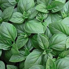 Herb Basil Christmas