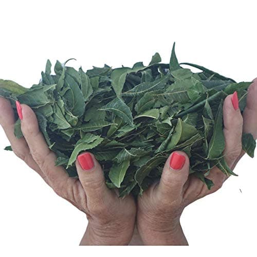 Organic Neem Leaves - Whole, Fresh Wild-Harvested & Shade-Dried | Premium Quality 5 oz | Natural Detox Tea, Herbal Supplement, USA Grown