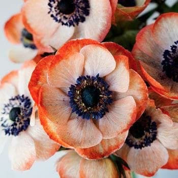 Siddhi Vinayak Gallery® Imported Veriety Anemone mix Colour flower bulbs colour Exotic Beautiful flower bulbs all season for home gardening (Pack of 4 Flower Bulbs)