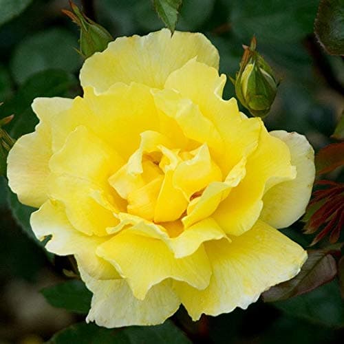 EdensField Dwarf Rare Grafted Climbing Yellow Rose Fragrant Rare Rose Live Plant