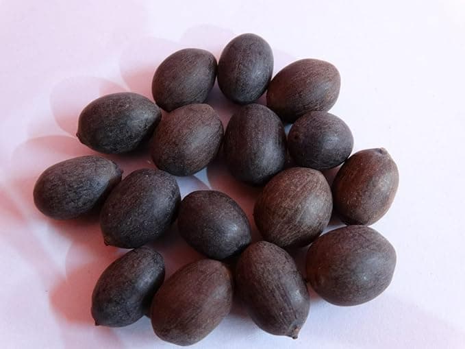 Ezeegrow Japanese Lotus Seed High Germination Rate Premium Pack for Planting in Water Indoor Lotus Kamal Gatta Flower Seed Home Gardening Indoor Outdoor Home Balcony (Pack of 120, 6, count)