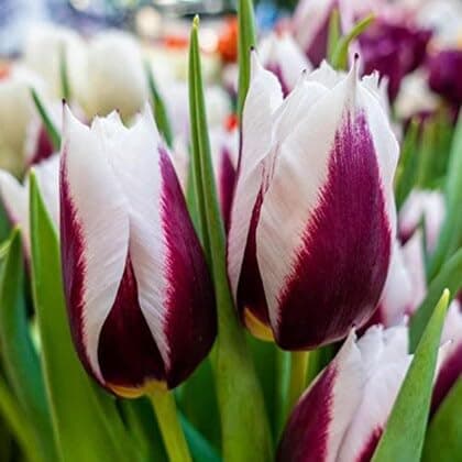 GrowZid Imported Tulip Perennial Flower Hybrid Quality Bulbs Easy to Grow Home Gardening Pack Of 2 (Tulip Affaire)