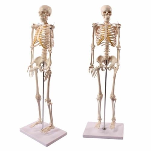 Wellden Product Anatomical Human Skeleton Model, 1/2 Life Size, 33.5 inches (85 cm), 141 [Parallel import goods]