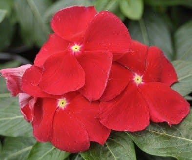 Vinca Red Flower 50 Seeds pack (2 Seeds Packets for Garden Lovers)