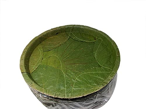 Eco-Friendly Bio-Degradable Disposable Compostable Natural Sal Leaf Plate (Pack of 25)