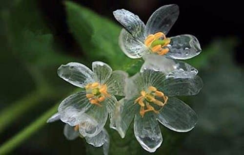Solution Seeds Farm Heirloom Transparent Flower Seeds Delicate DIY Garden Flower The Petals Turn Transparent with The rain Amazing,200 Seeds