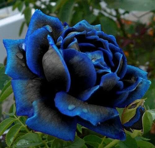 Midnight Blue Rose Flower Seeds, Beautiful Rare Flowers for Home Garden Planting Seeds by Heavy Torch (500 Seeds)