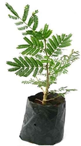 Original Garden Live Shami Tree Indoor Outdoor Plant With Black Plastic Pot