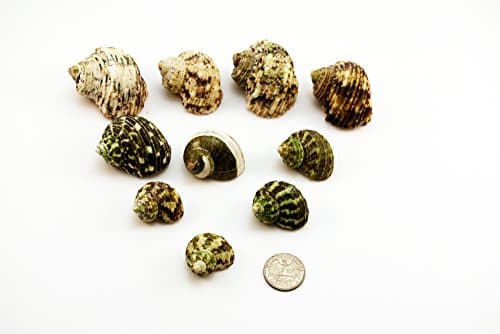 10 Assorted Turbo Hermit Crab Shells Lot 3/4"-2" size (opening 5/8"-1") Seashell