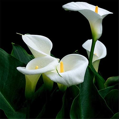 GlobalNiche® Egrow 10Pcs/Pack Zantedeschia Plant Heart Rotation Shape Home Office Potted Plants