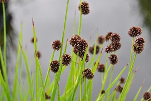 Juncus ensifolius (Flying Hedgehogs or Beaver Dam Plant) Bareroot 1 Litre