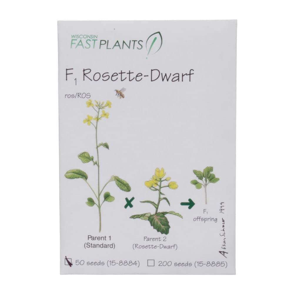 Brassica rapa Wisconsin Fast Plants, F1 Rosette-Dwarf Seed, Pack of 200