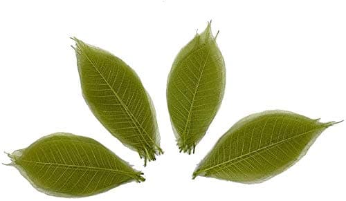 RATREE SHOP 30 Packages of 100 Pcs Olive Green Rubber Tree Leaves Decor for Scrapbooking Craft Wedding